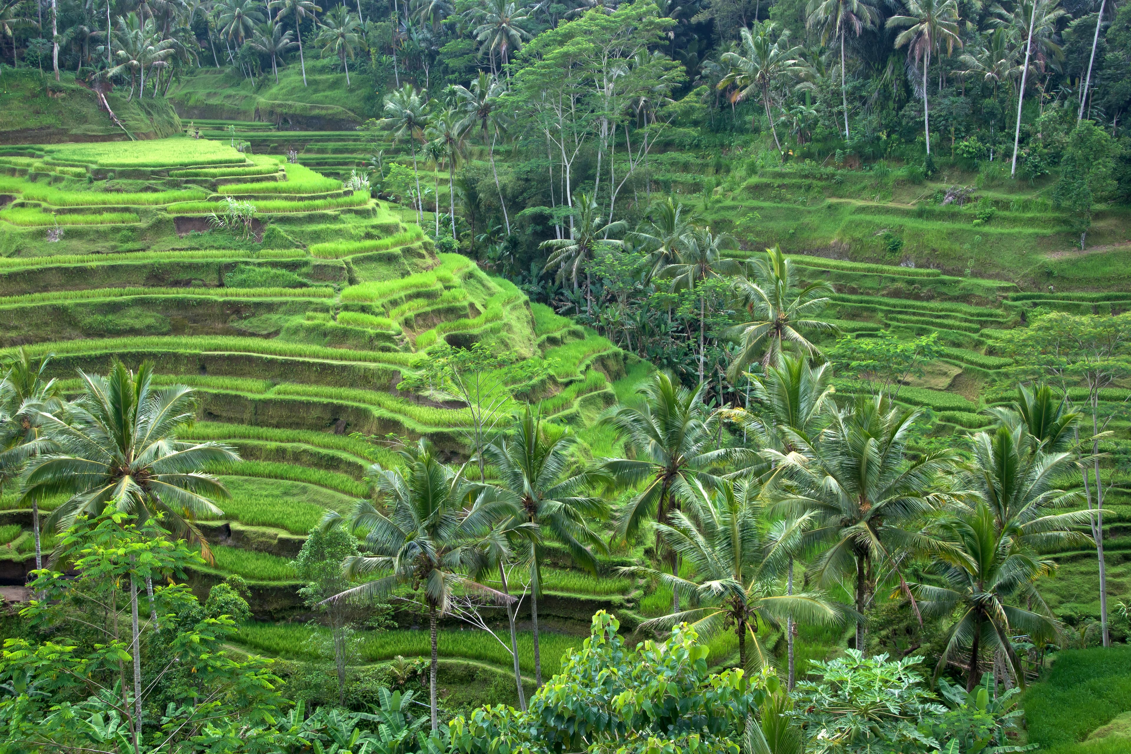 Indonesia