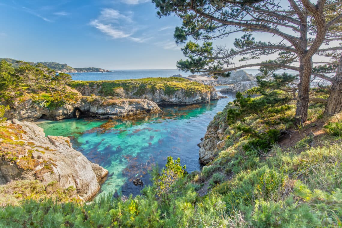 Monterey cypress above the Pacific coast near Carmel