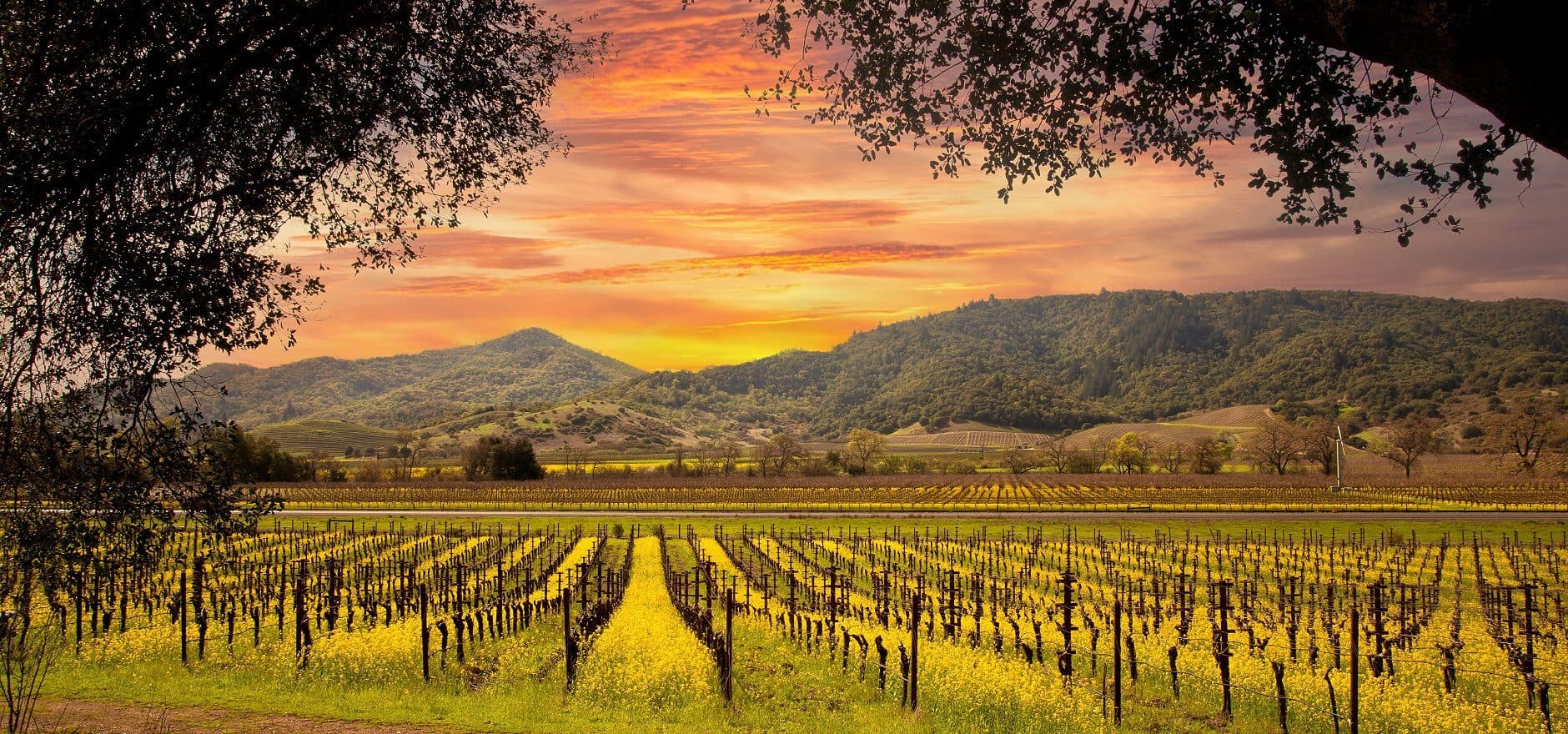Napa Valley