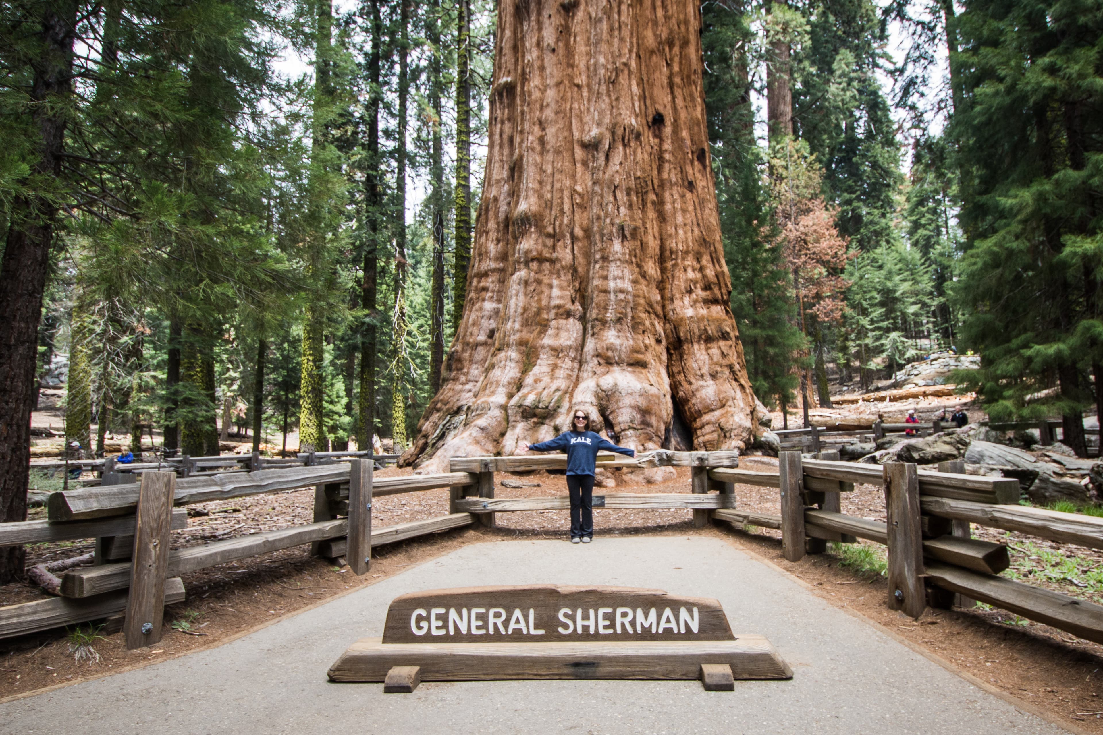 Sequoia