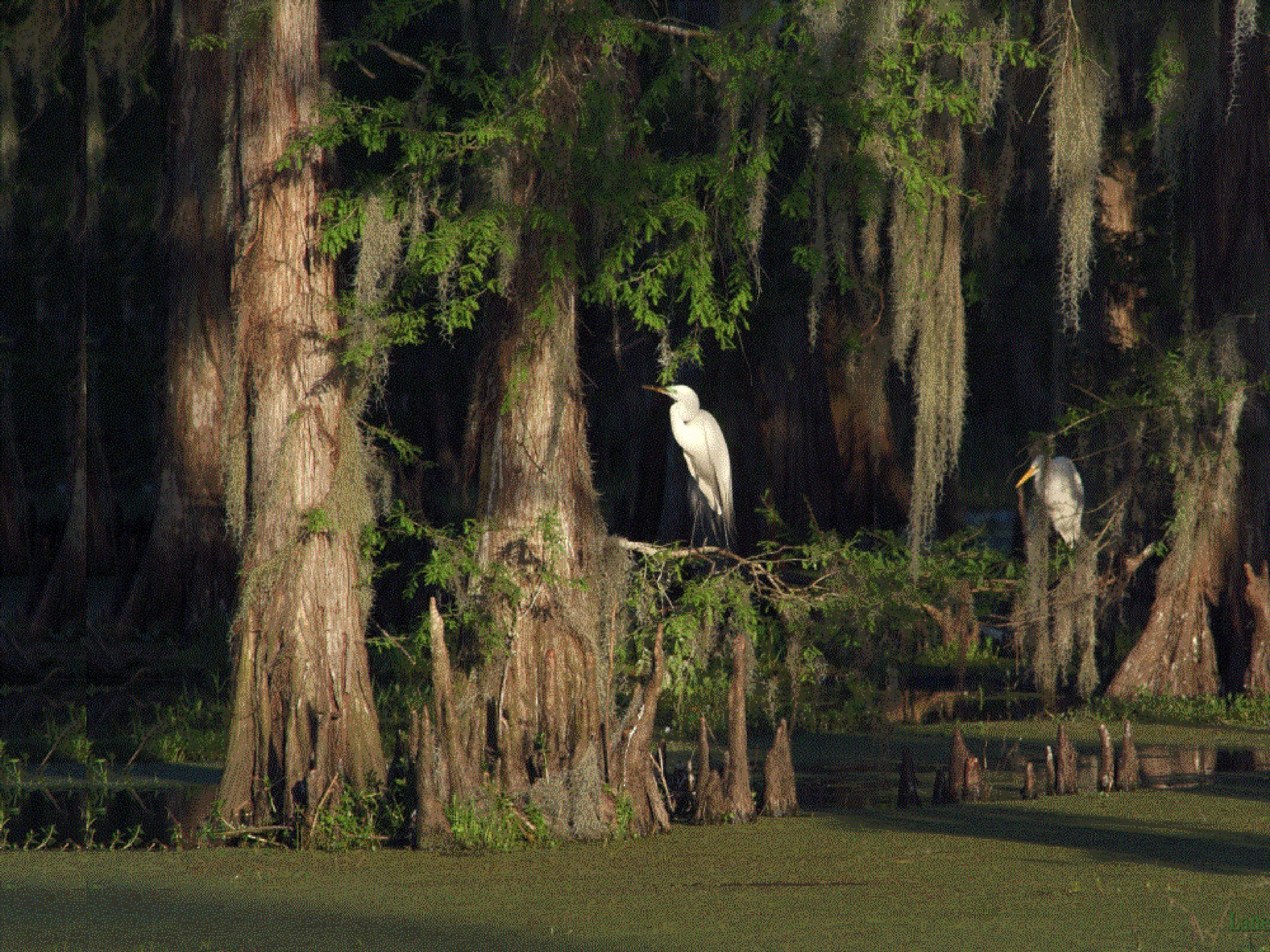 Louisiana