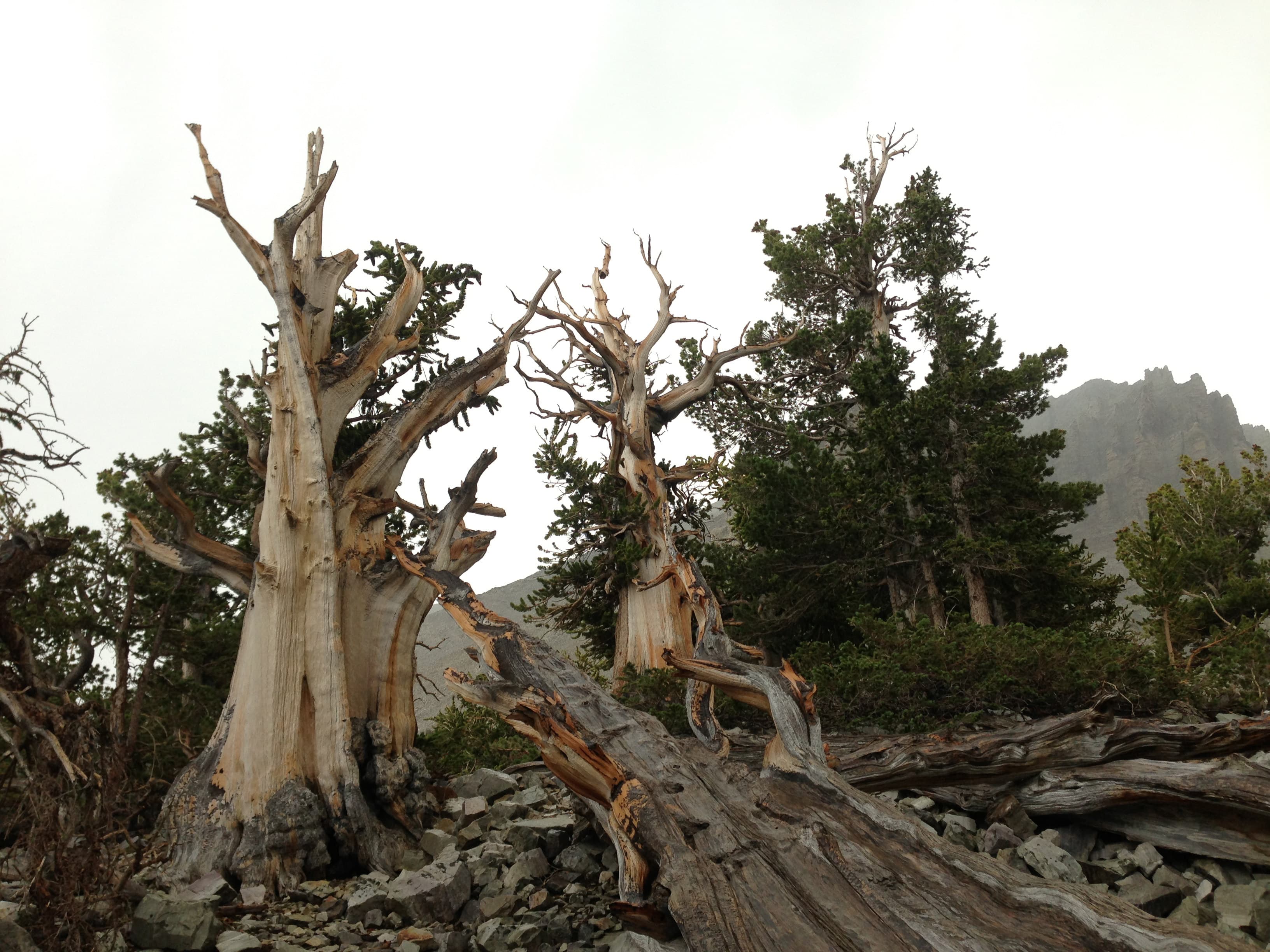 Ancient bristlecone pines in Great Basin National Park, Nevada