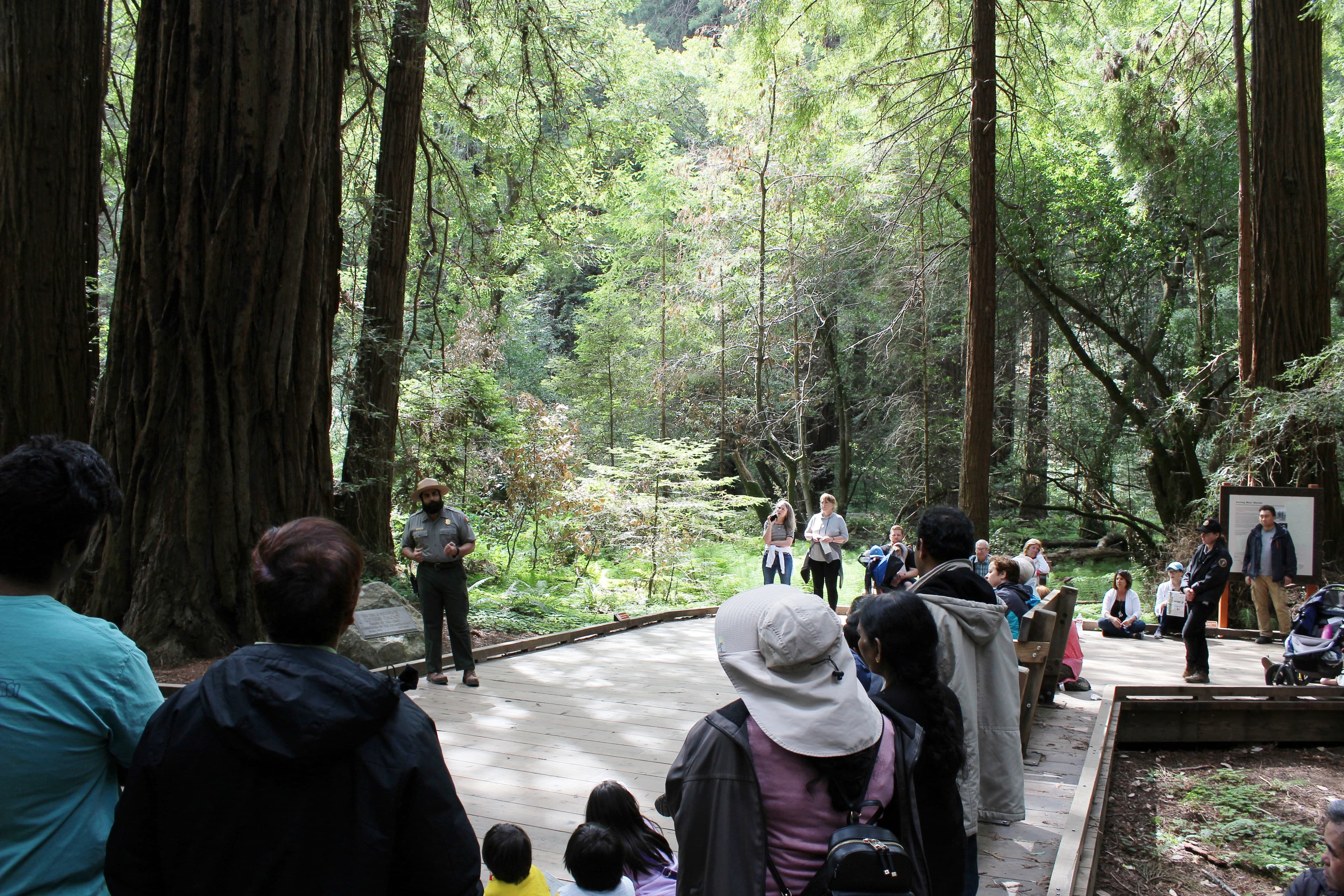 Old-growth coast redwoods, Muir Woods National Monument, California